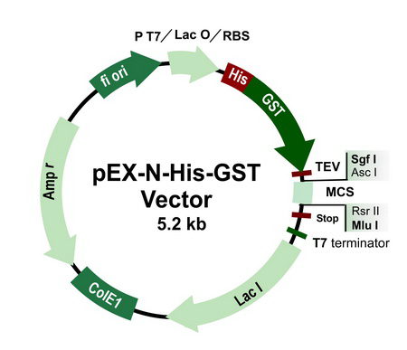 pEX-N-His-GST载体图谱