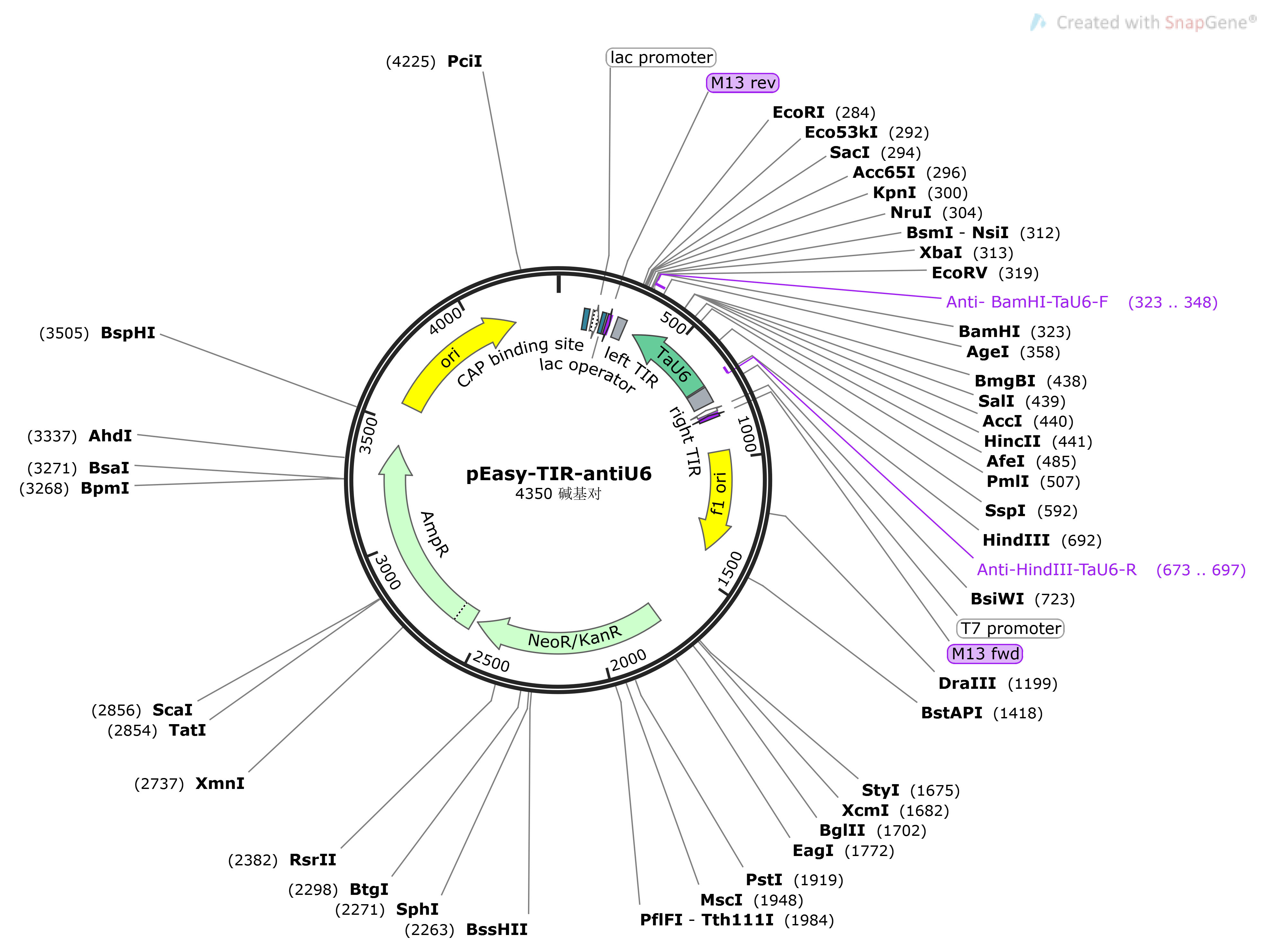 pEasy-TIR-antiU6载体图谱