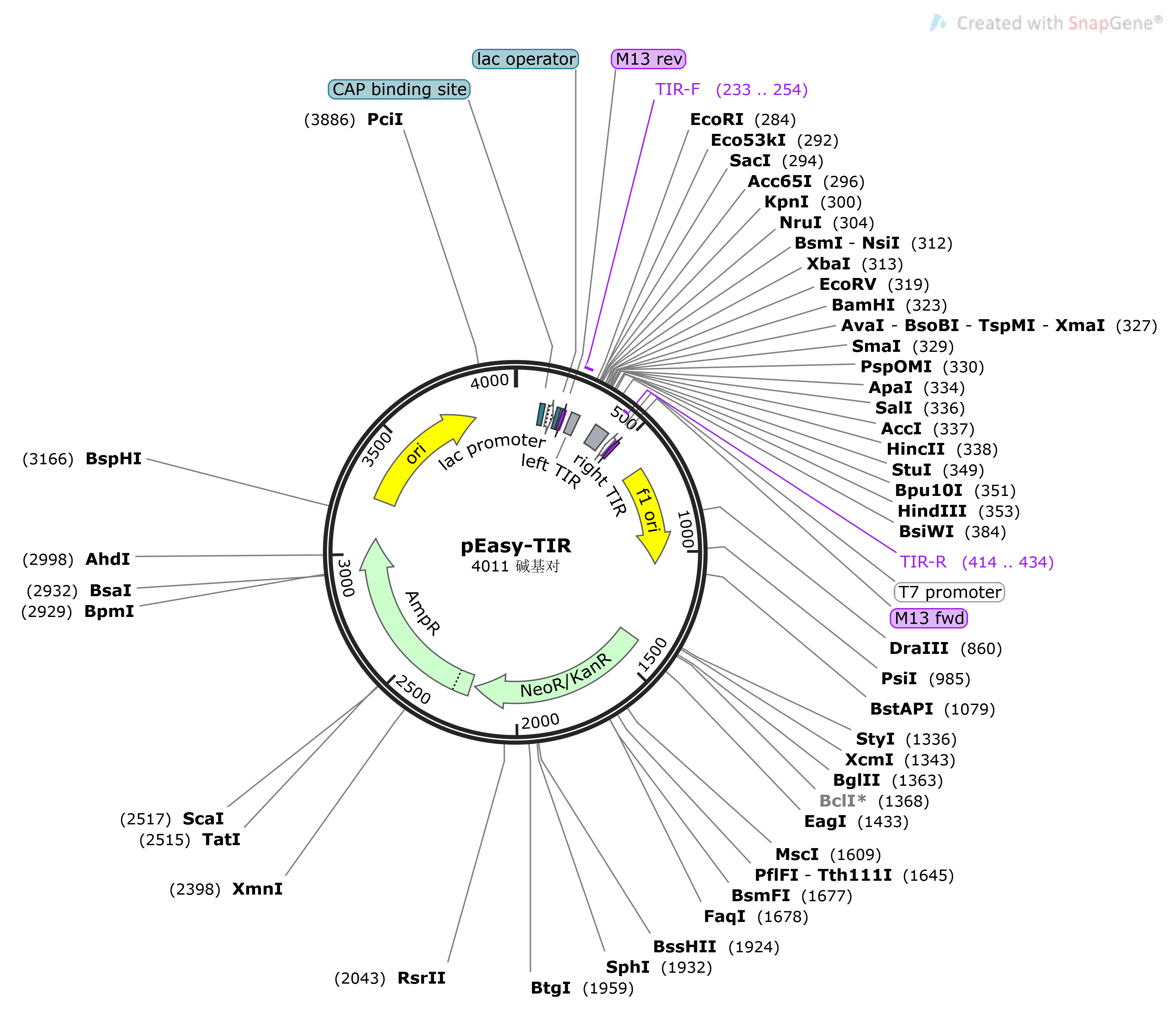 pEasy-TIR载体图谱