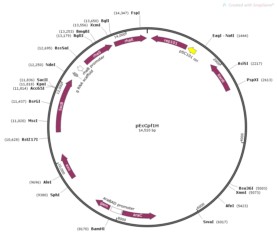 pEcCpf1H载体图谱