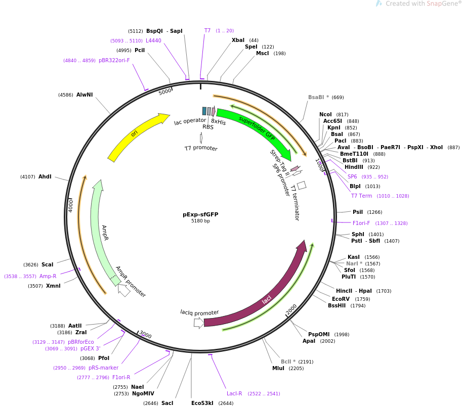 pExp-sfGFP载体图谱