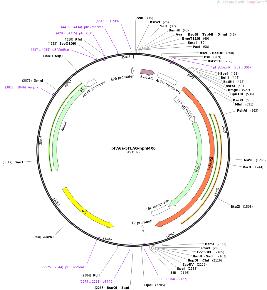 pFA6a-5FLAG-hphMX6质粒图谱