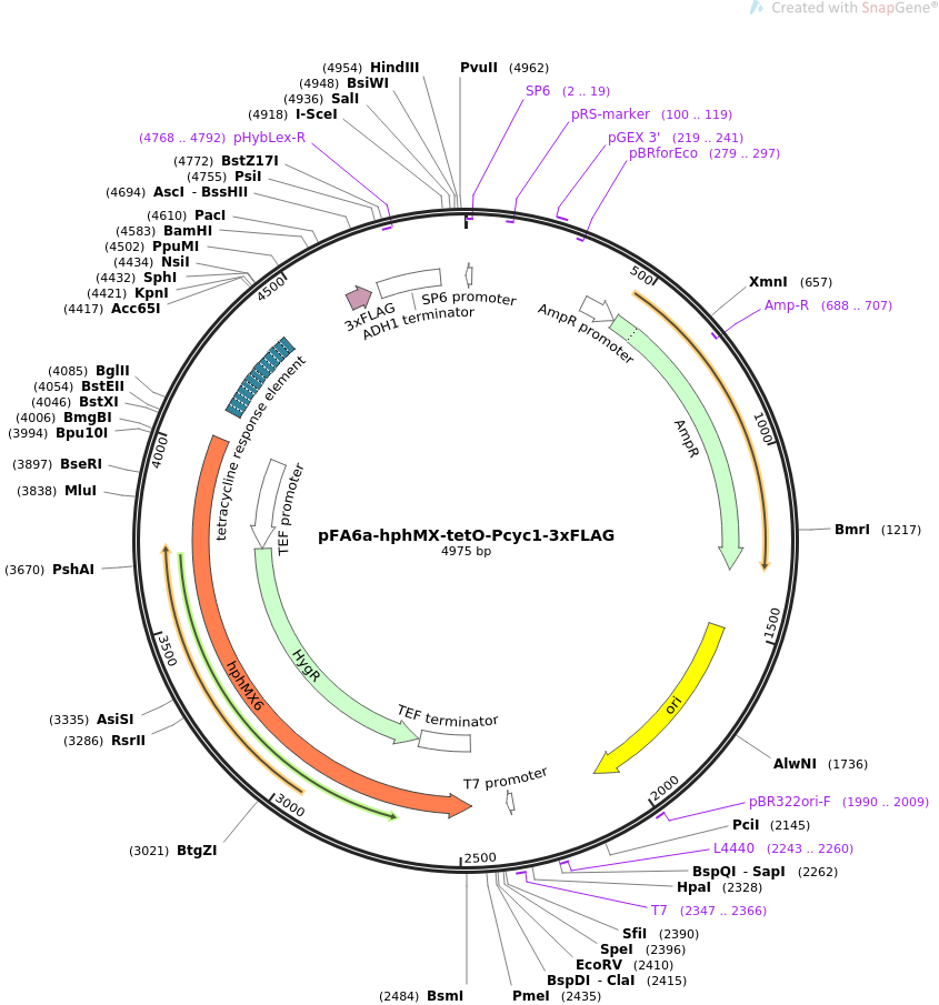 pFA6a-hphMX-tetO-Pcyc1-3xFLAG质粒图谱