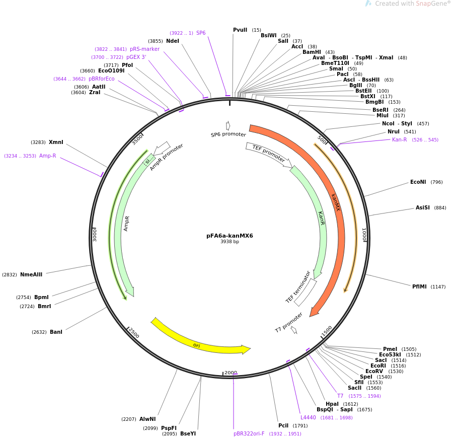 pFA6a-kanMX6质粒图谱