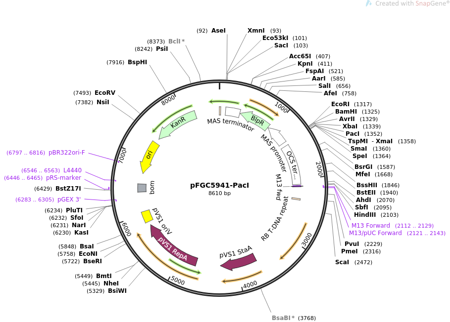 pFGC5941-PacI载体图谱