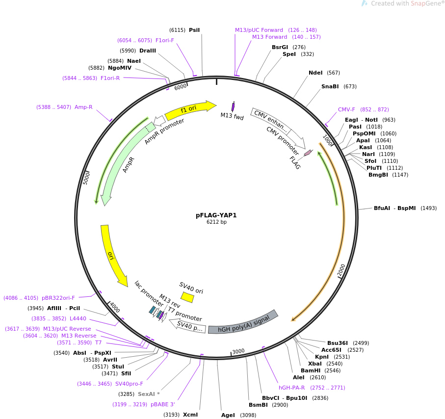 pFLAG-YAP1质粒图谱