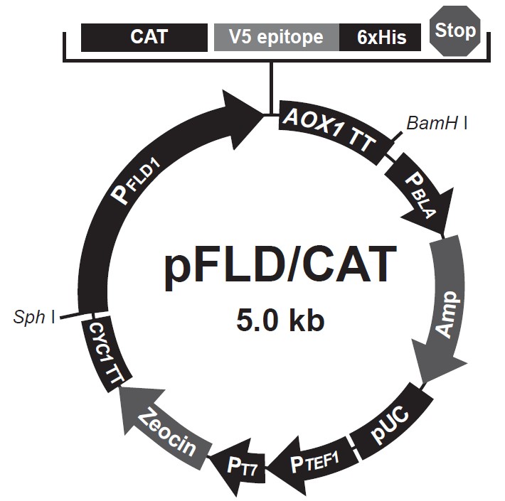 pFLD/CAT载体图谱