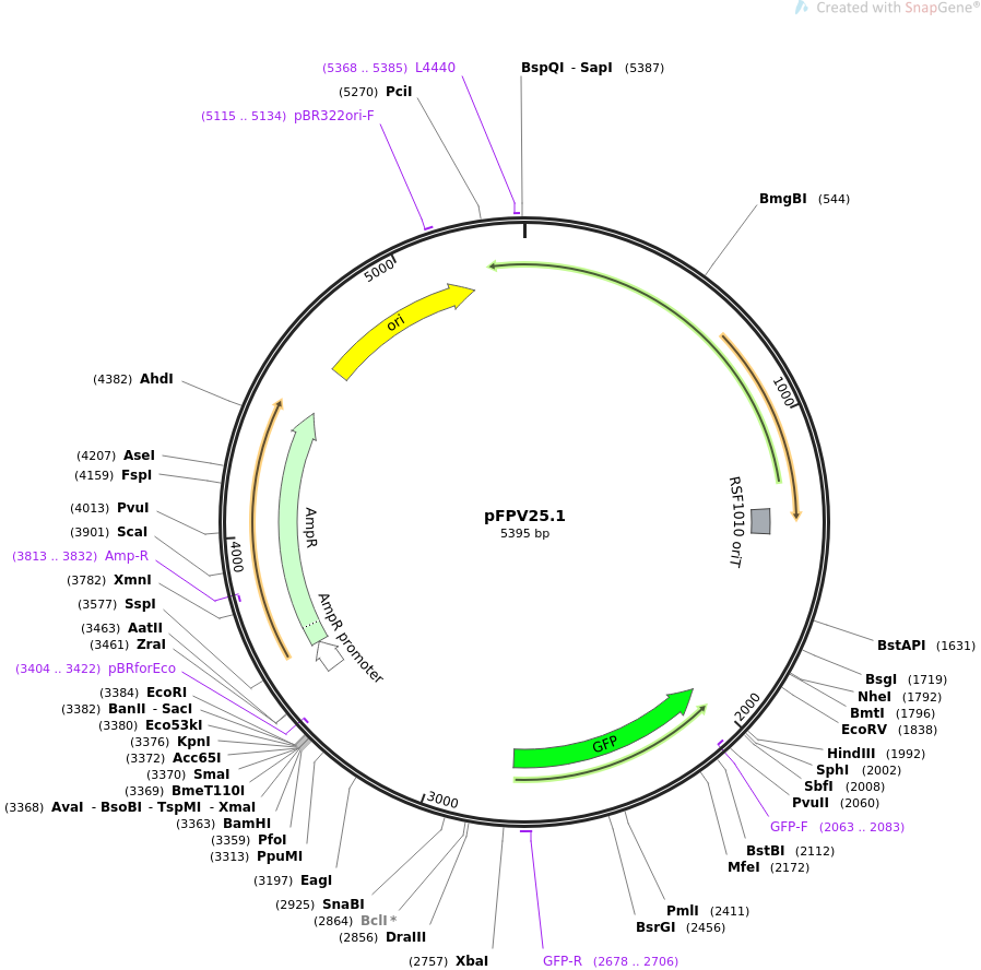 pFPV25.1质粒图谱