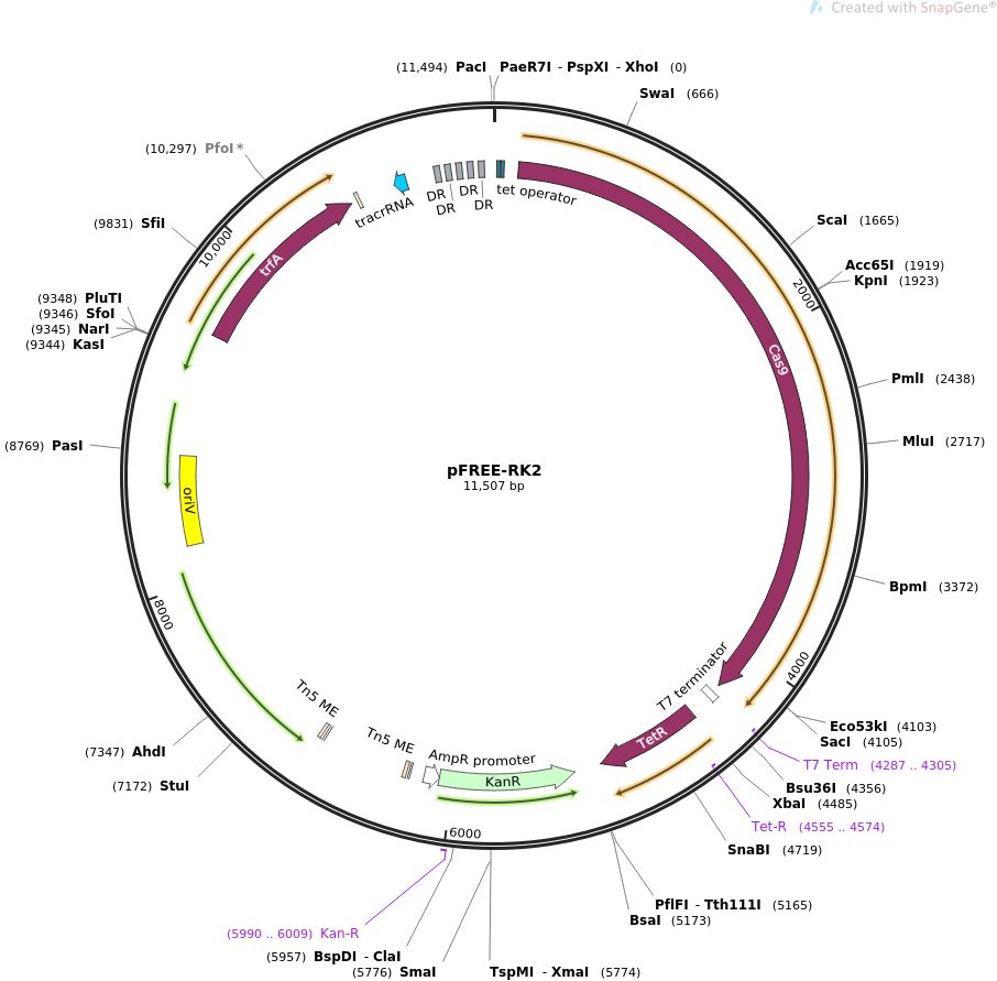 pFREE-RK2质粒图谱