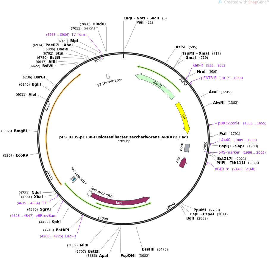 pFS_0235-pET30-Fusicatenibacter_saccharivorans_ARRAY2_FaqI质粒图谱
