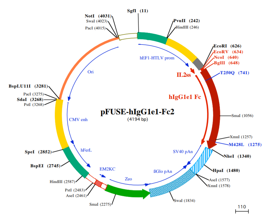 pFUSE-hIgG1e1-Fc2载体图谱