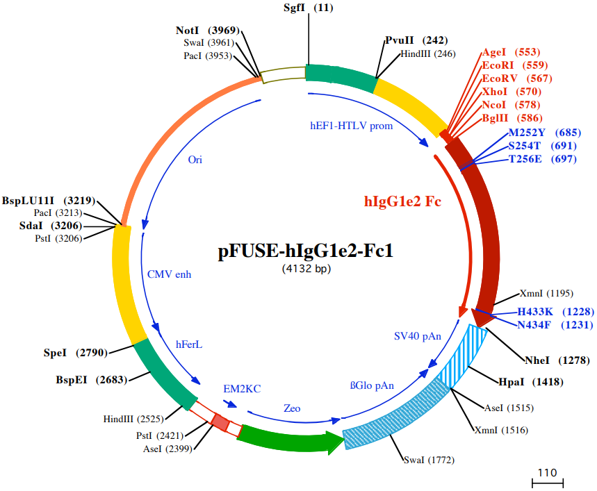 pFUSE-hIgG1e2-Fc1载体图谱