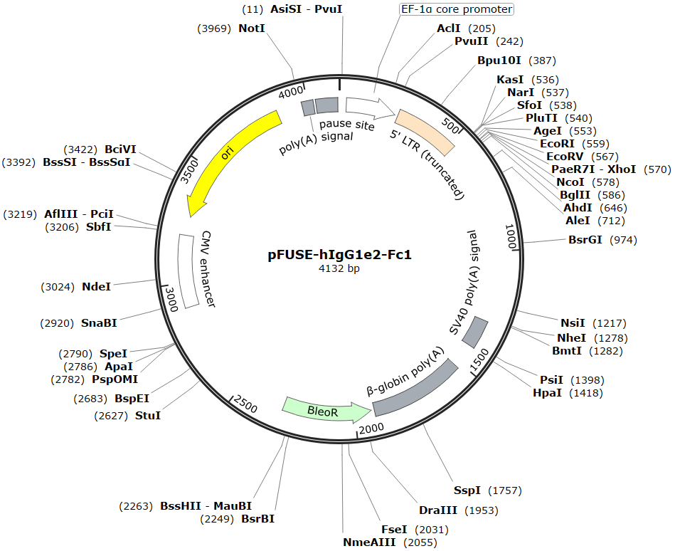 pFUSE-hIgG1e2-Fc1载体图谱