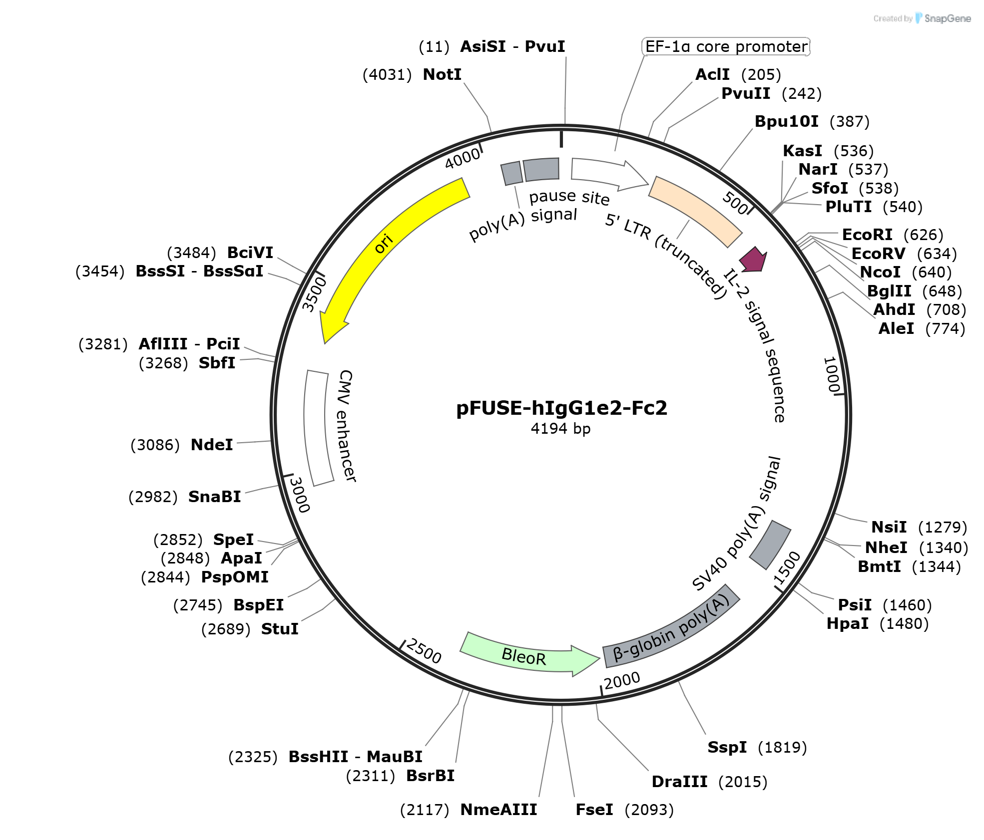 pFUSE-hIgG1e2-Fc2质粒图谱