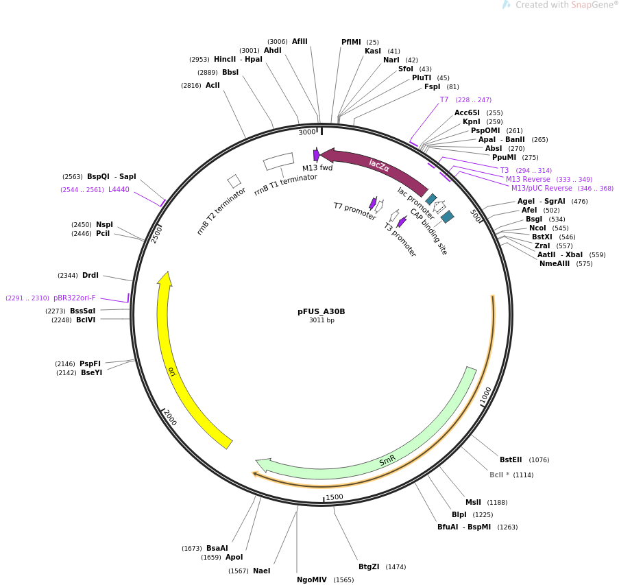 pFUS_A30B质粒图谱
