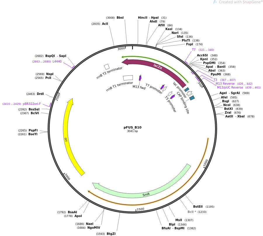 pFUS_B10质粒图谱
