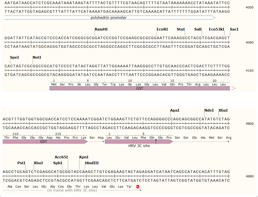 pFastBac-GST-C载体图谱