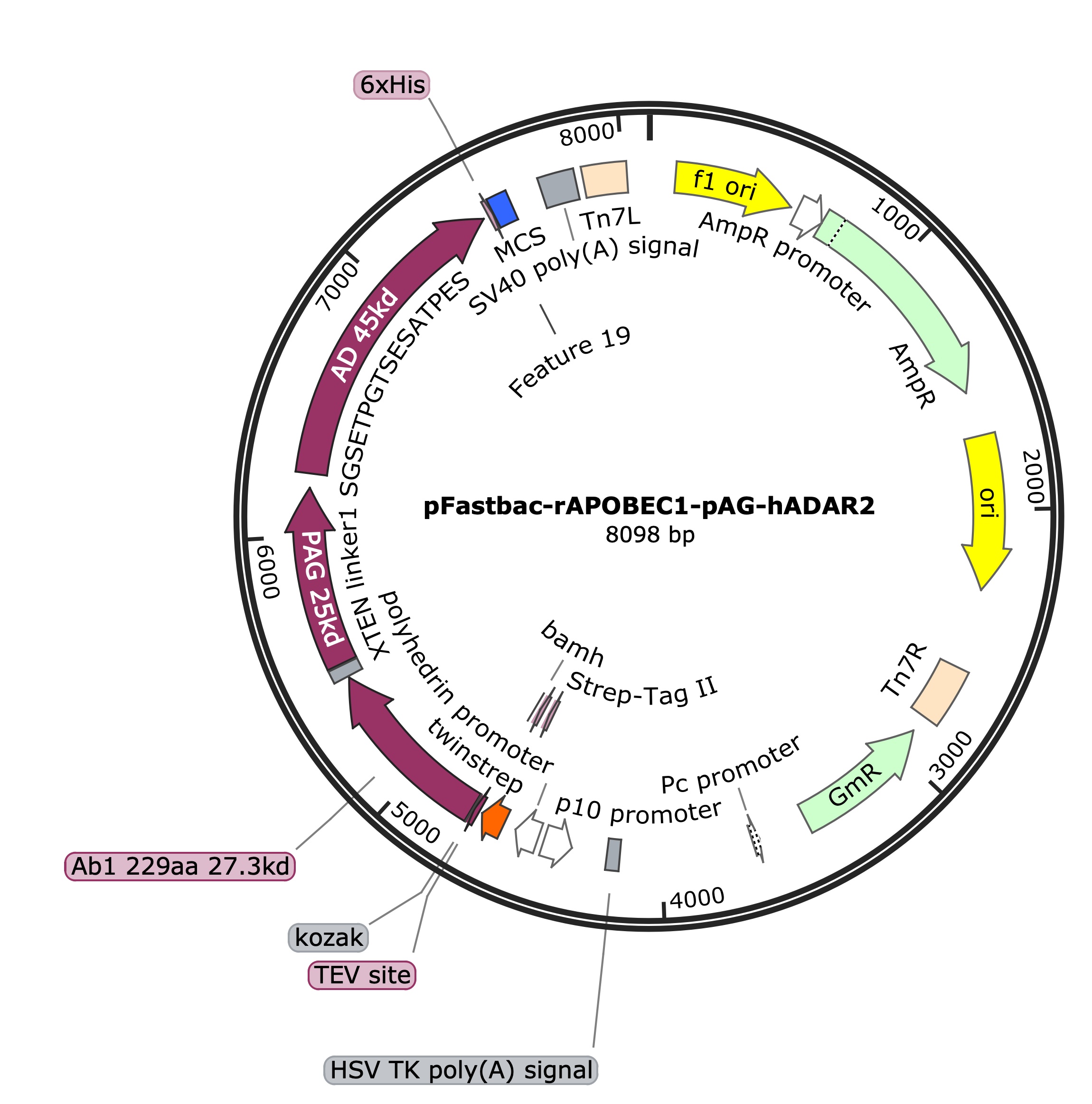 pFastBac-rAPOBEC1-pAG-hADAR2dd载体图谱.jpg