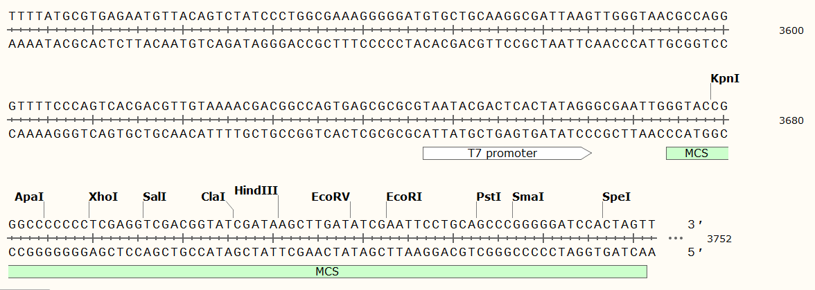 pG-Host9载体图谱1