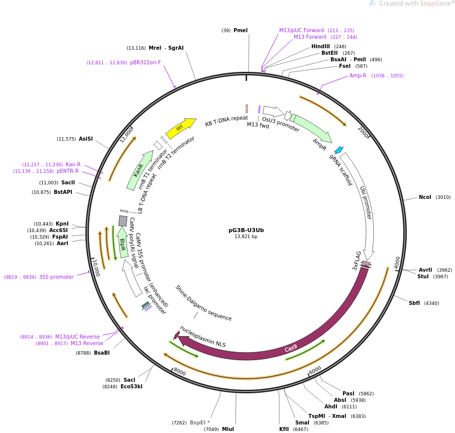 pG3B-U3Ub载体图谱