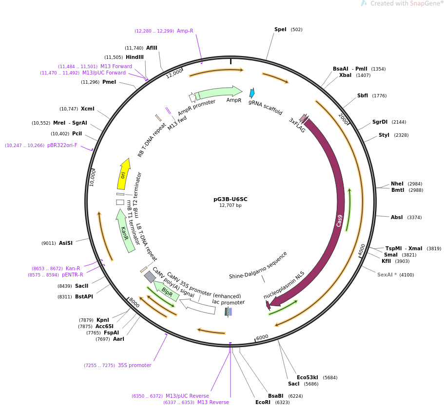 pG3B-U6SC载体图谱