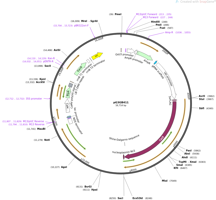 pG3GB411载体图谱