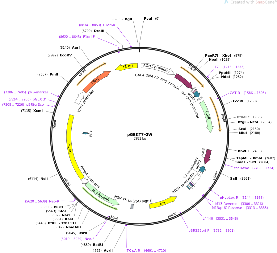 pGBKT7-GW质粒图谱