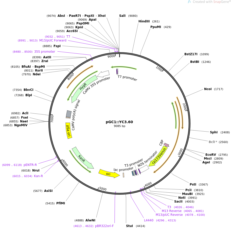 pGC1::YC3.60载体图谱