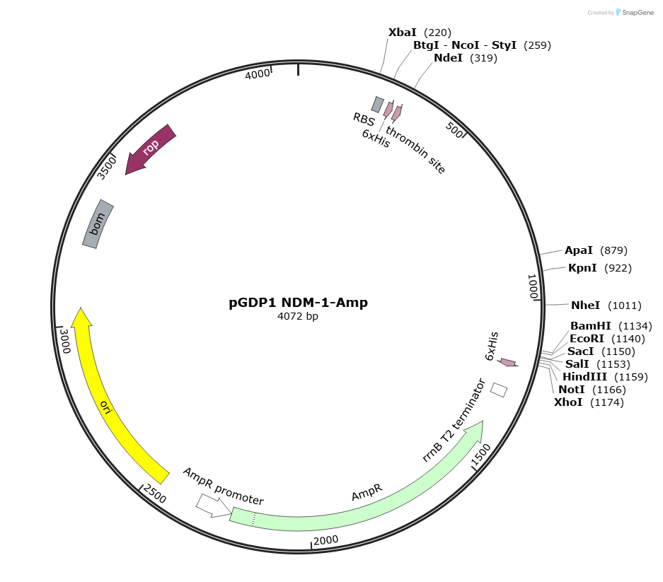 pGDP1
