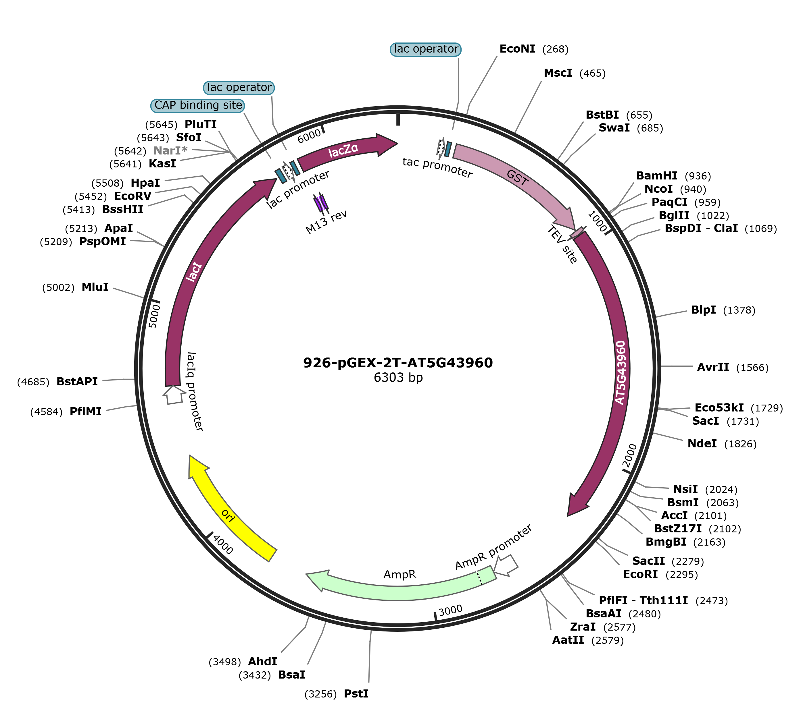 pGEX-2T-AT5G43960载体图谱