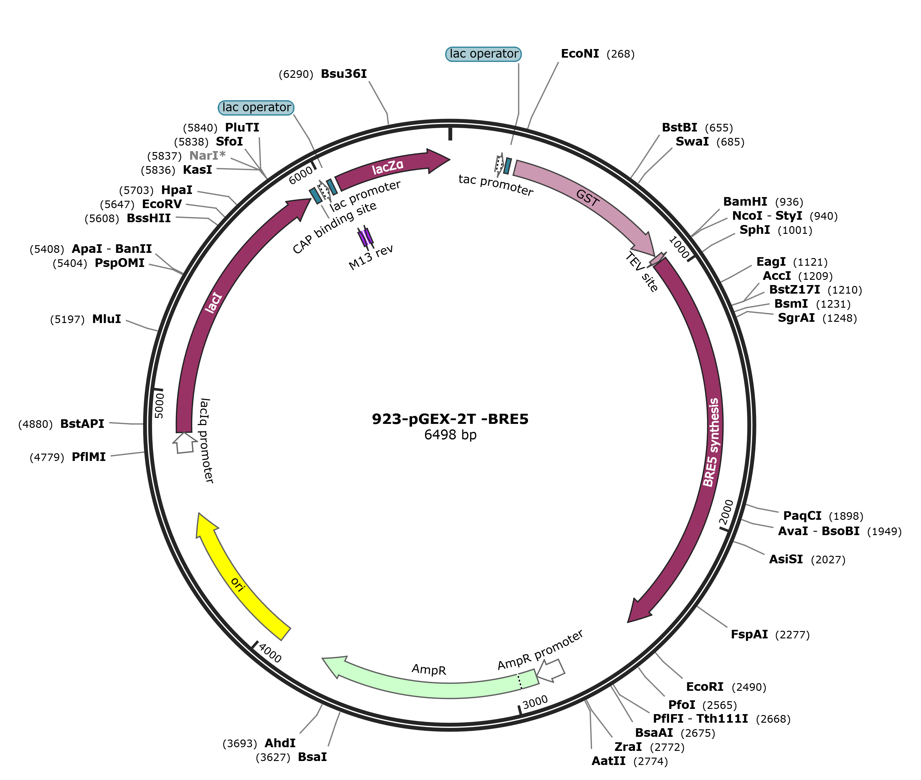 pGEX-2T-BRE5载体图谱