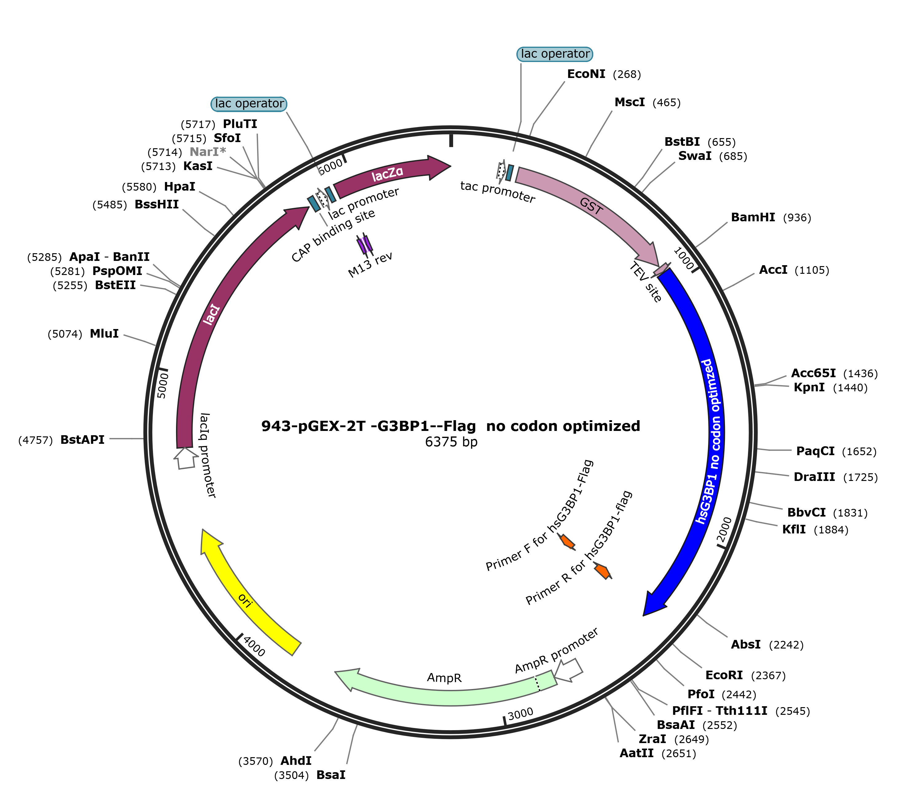 pGEX-2T-G3BP1-Flag载体图谱