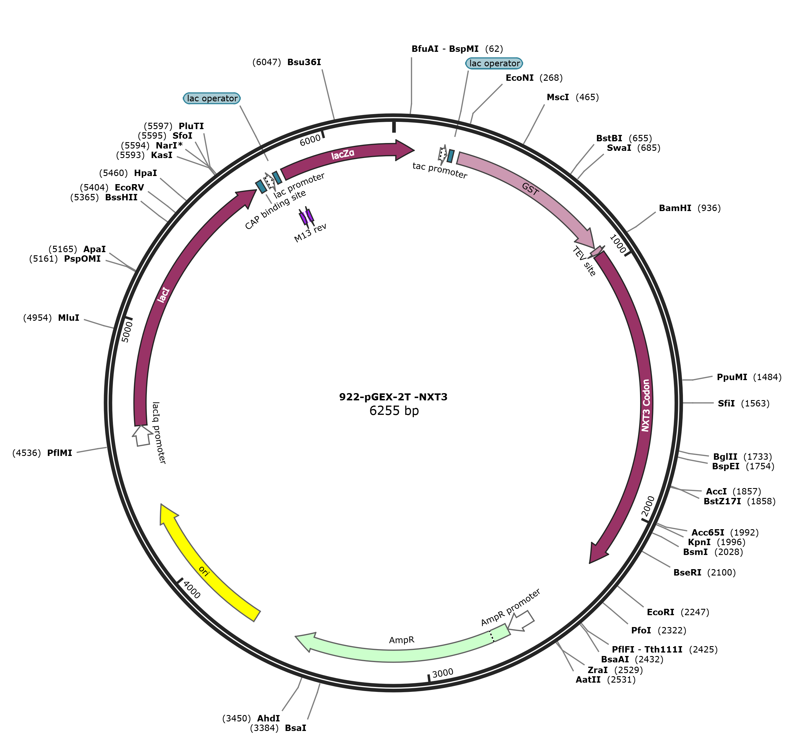 pGEX-2T-NXT3载体图谱