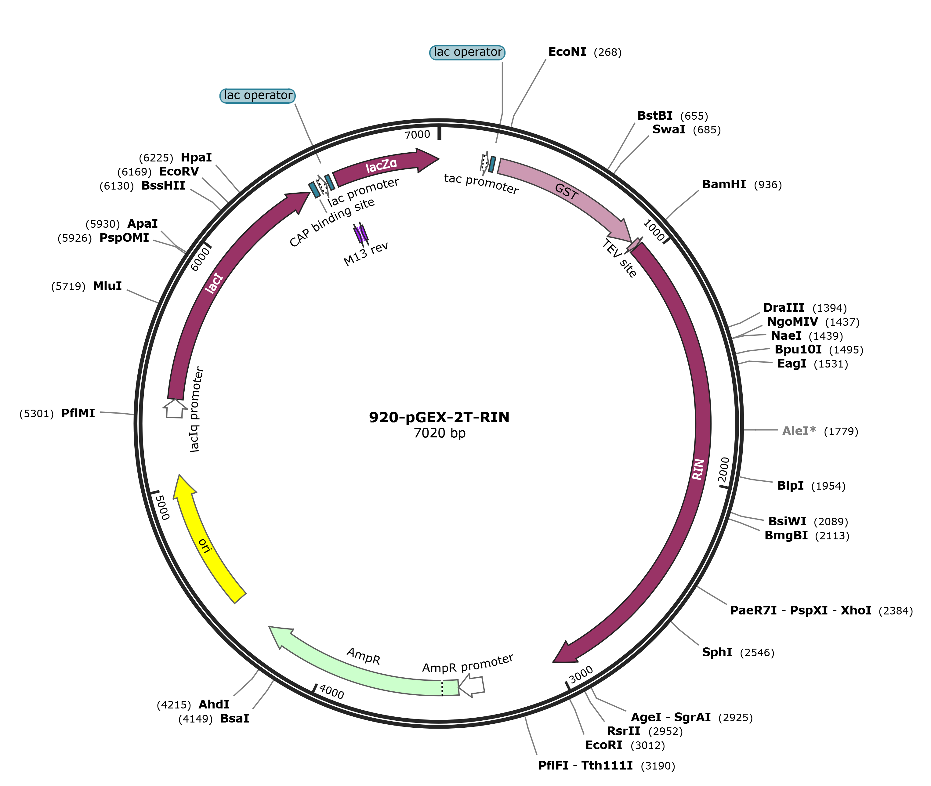 pGEX-2T-RIN载体图谱