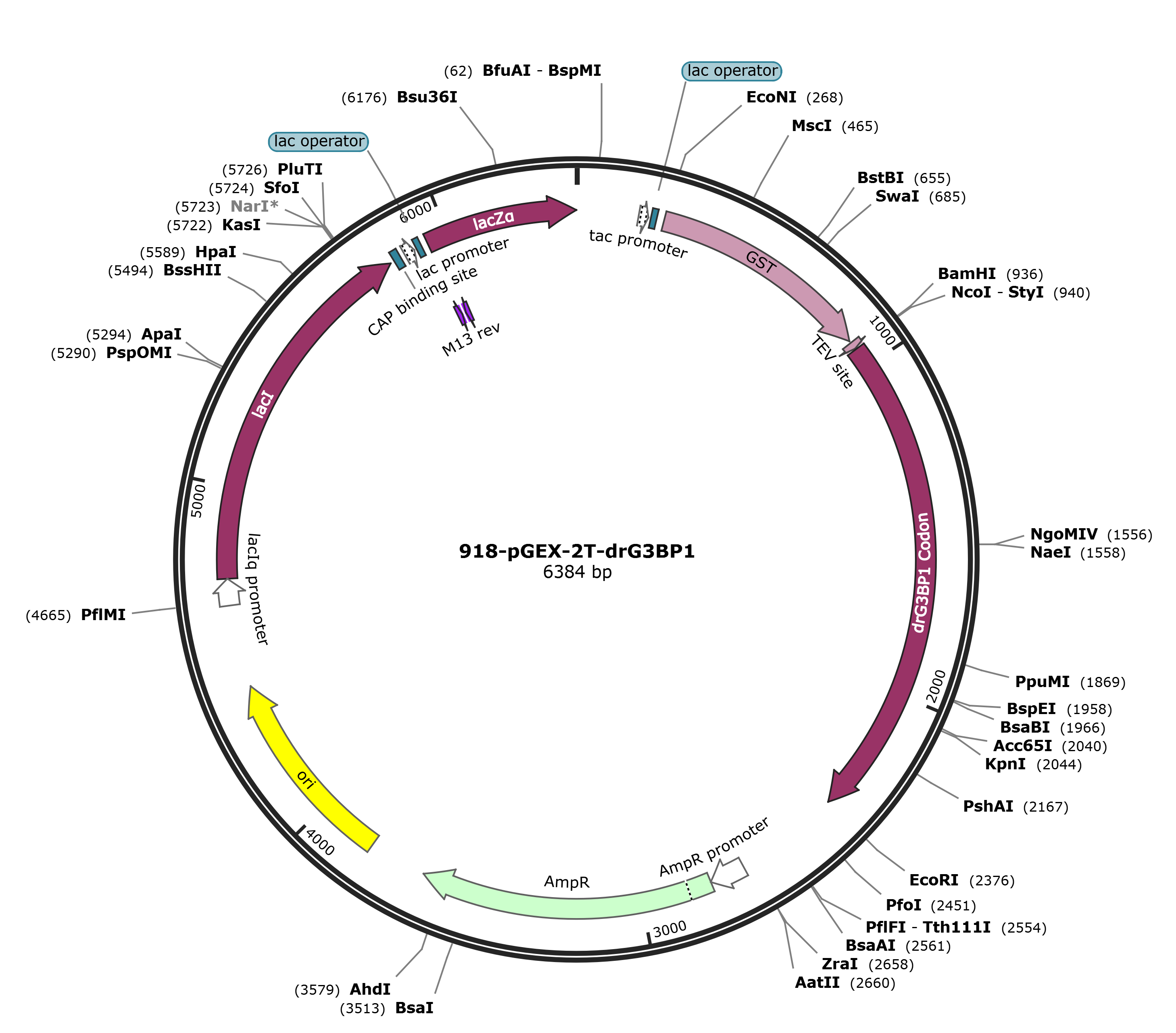 pGEX-2T-drG3BP1载体图谱