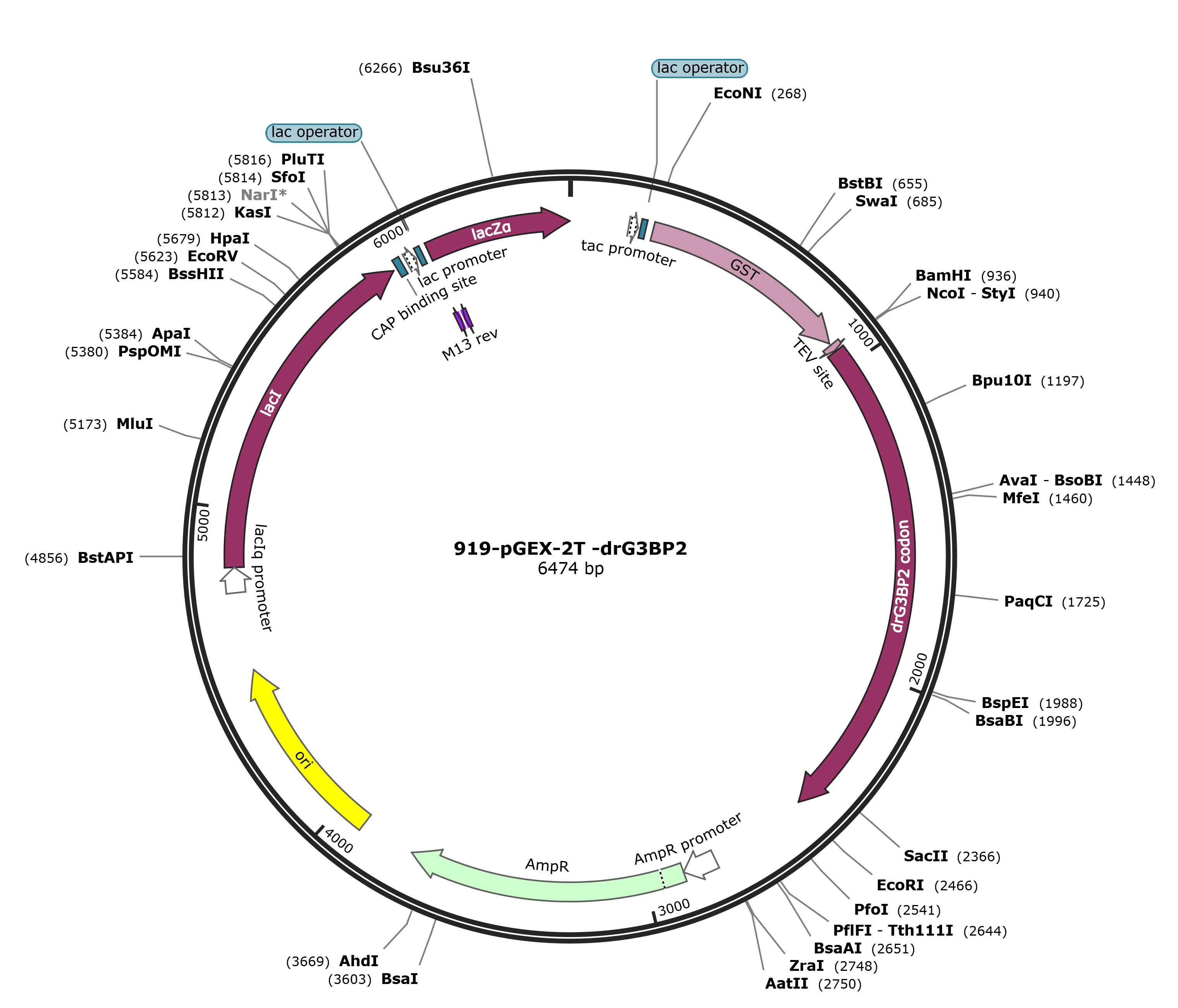 pGEX-2T-drG3BP2载体图谱