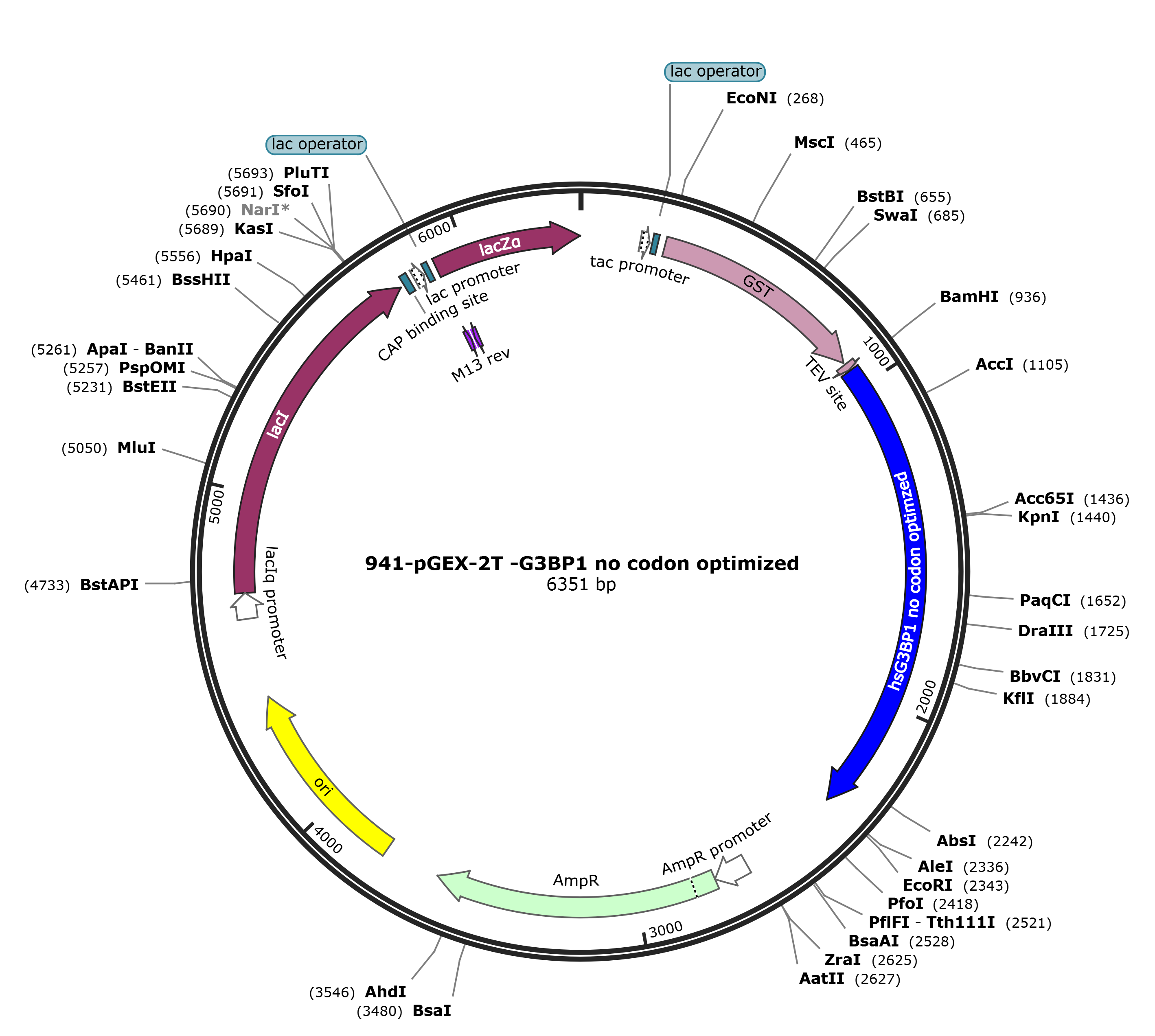 pGEX-2T-hsG3BP1载体图谱