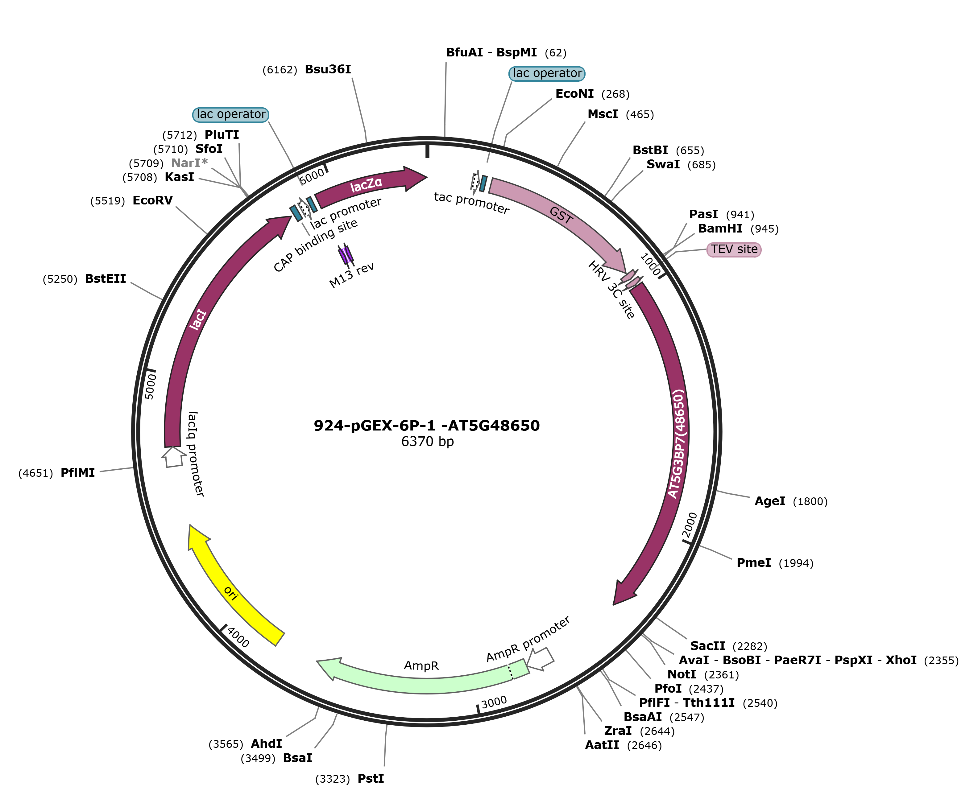 pGEX-6p-1-AT5G48650载体图谱