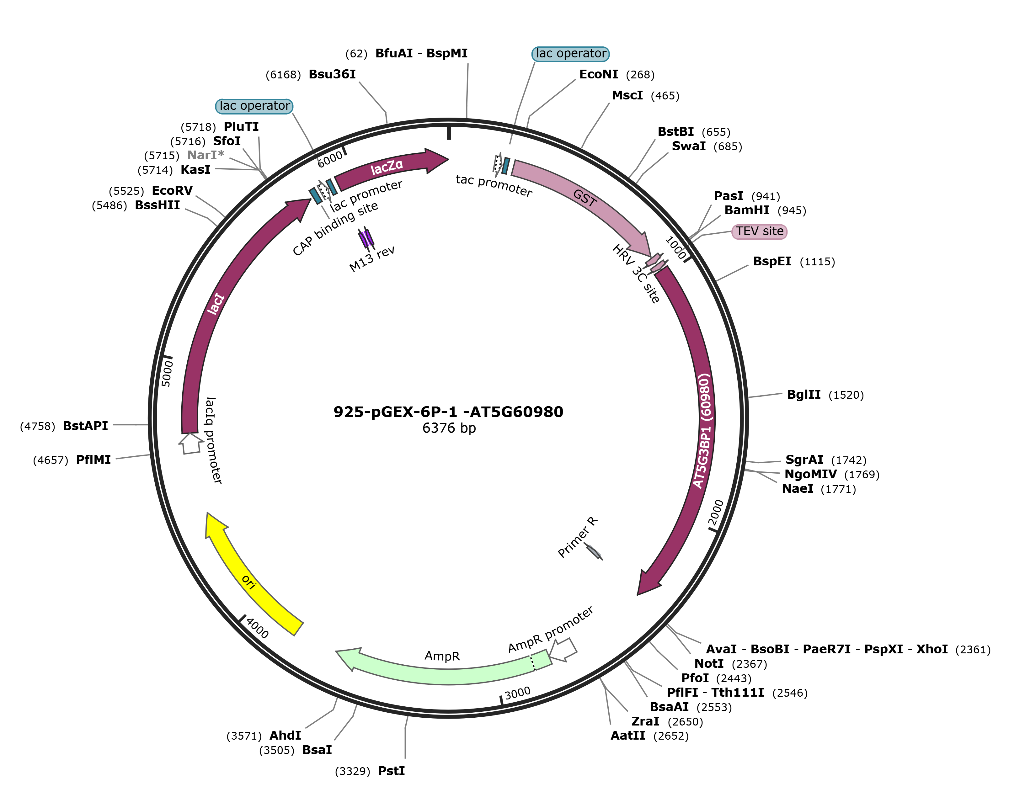 pGEX-6p-1-AT5G60980载体图谱