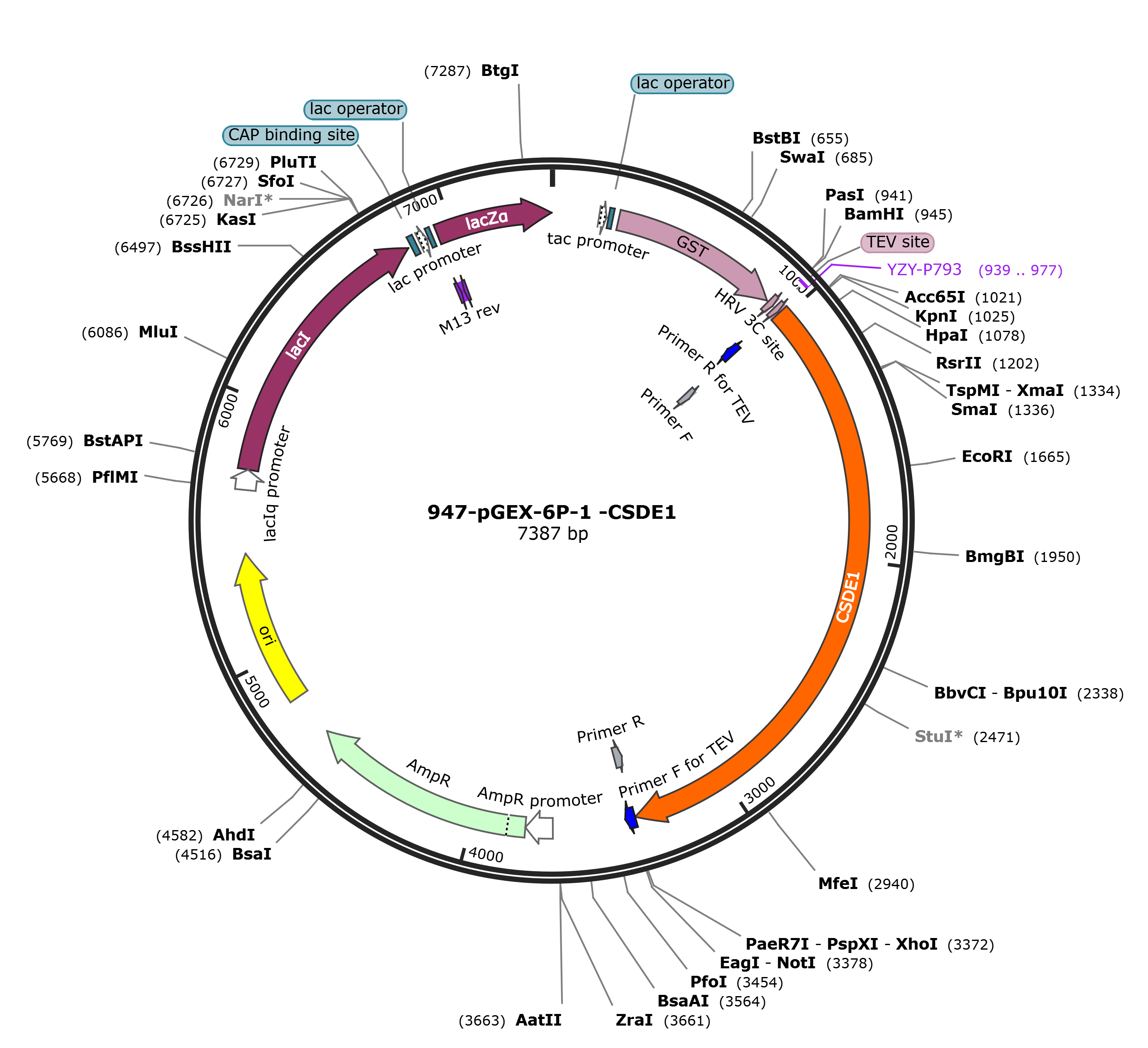 pGEX-6p-1-CSDE1载体图谱