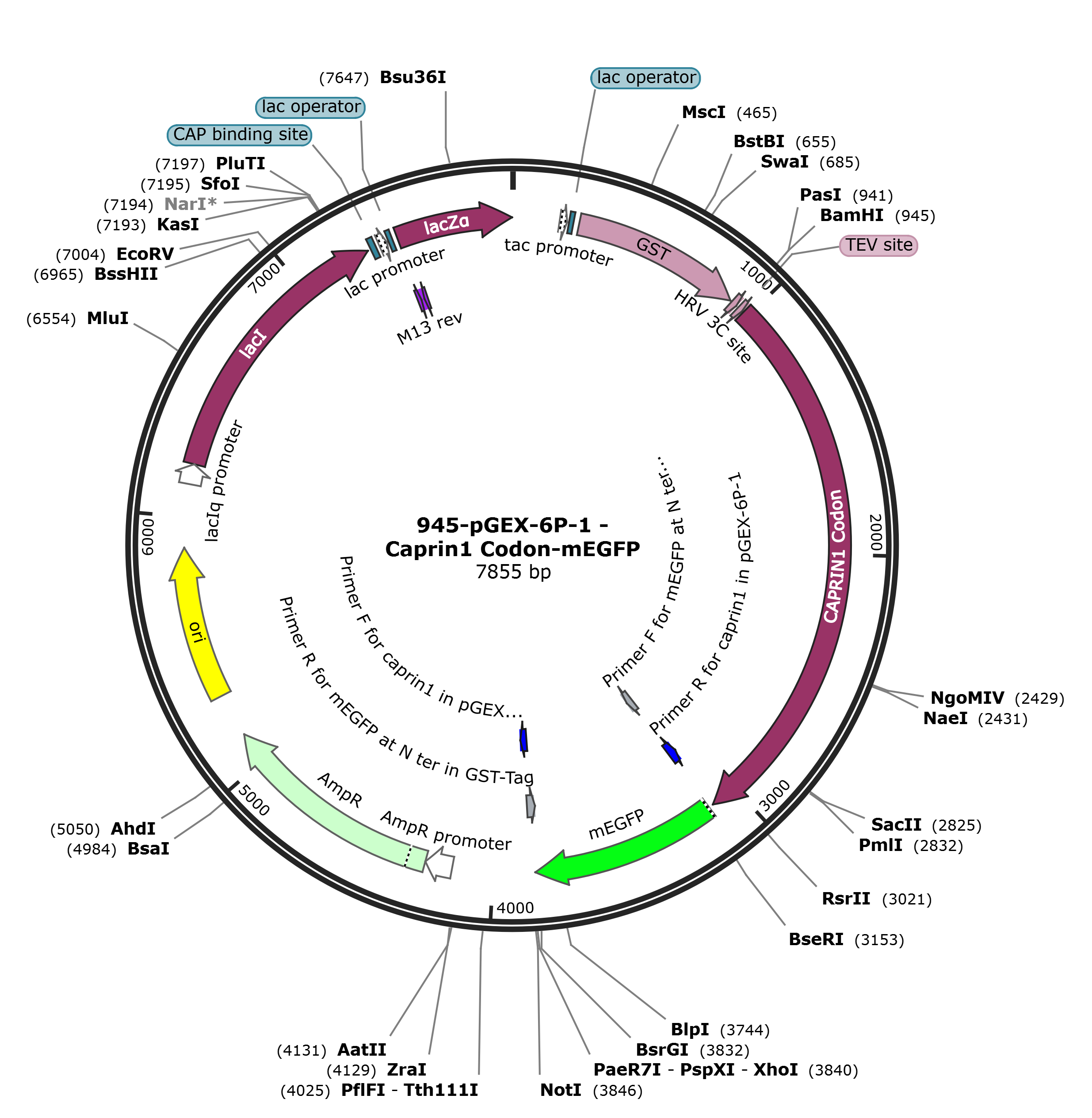 pGEX-6p-1-Caprin1-EGFP载体图谱