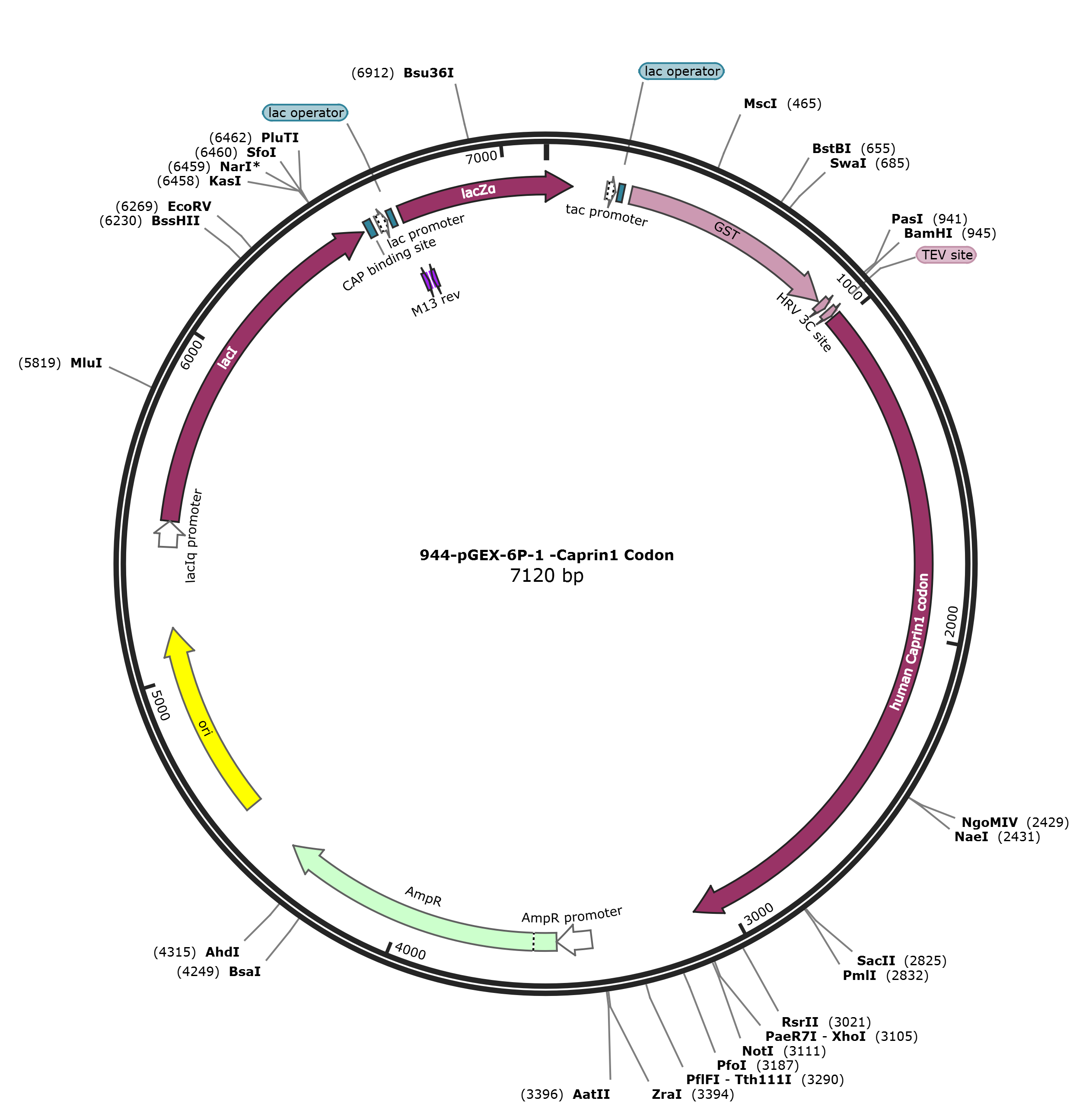 pGEX-6p-1-Caprin1载体图谱
