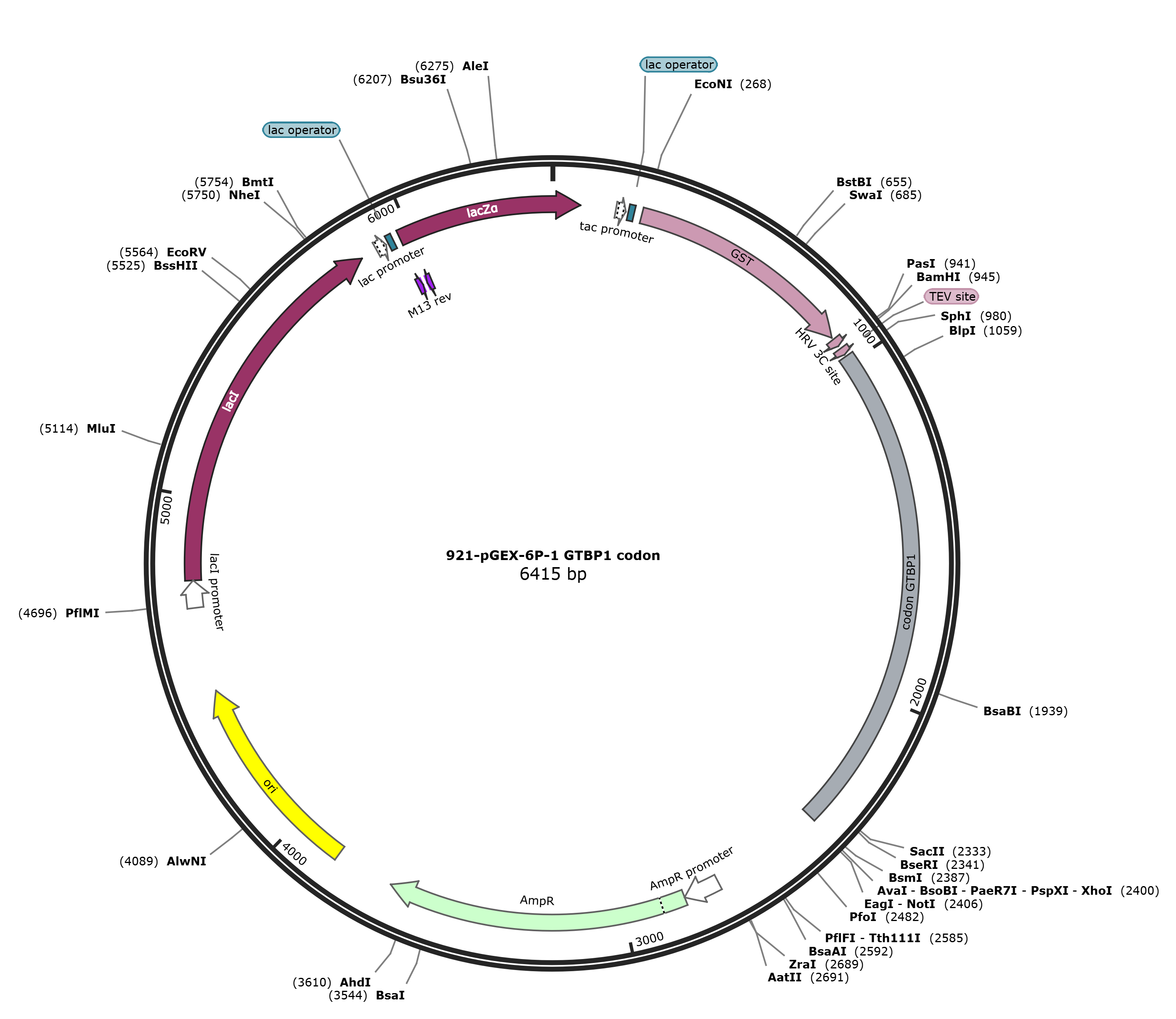 pGEX-6p-1-GTBP1载体图谱