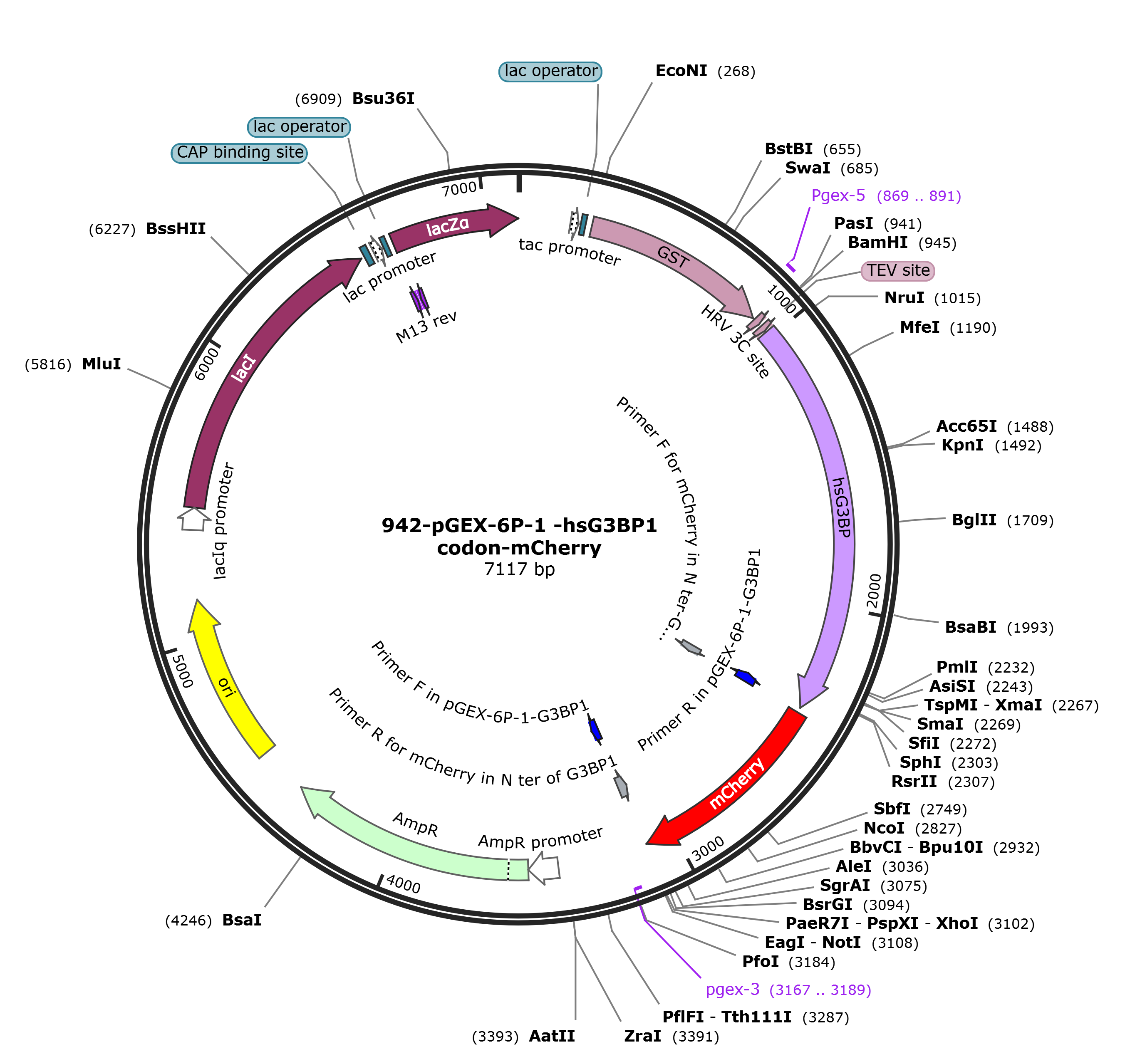 pGEX-6p-1-hsG3BP1-mCherry载体图谱
