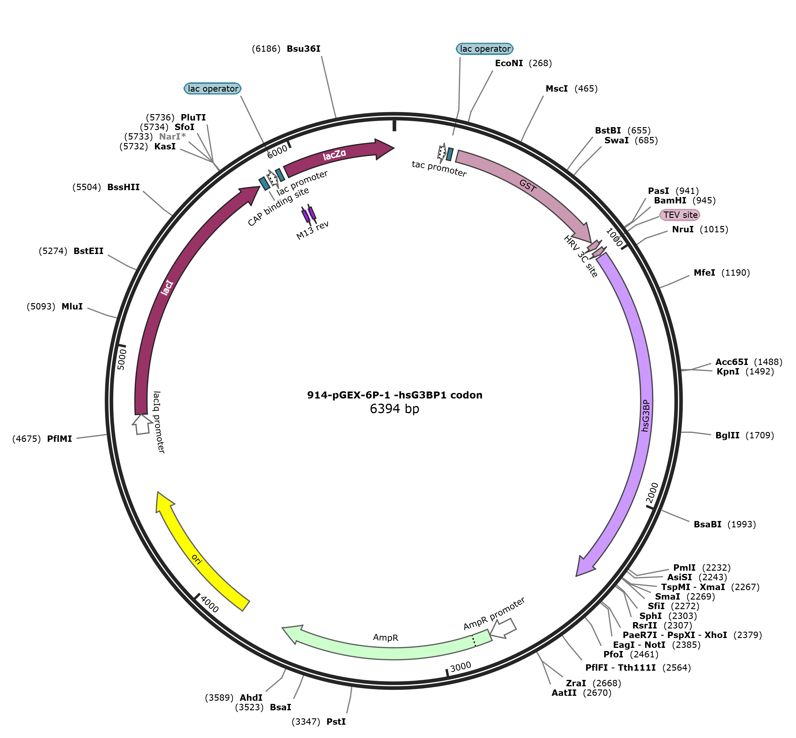 pGEX-6p-1-hsG3BP1载体图谱