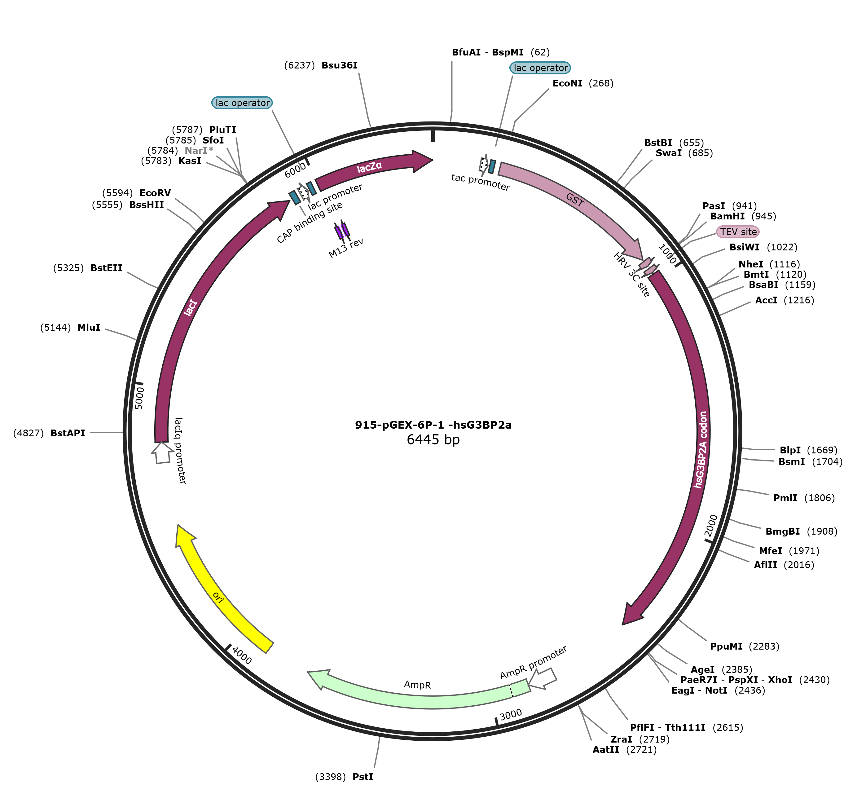 pGEX-6p-1-hsG3BP2a载体图谱