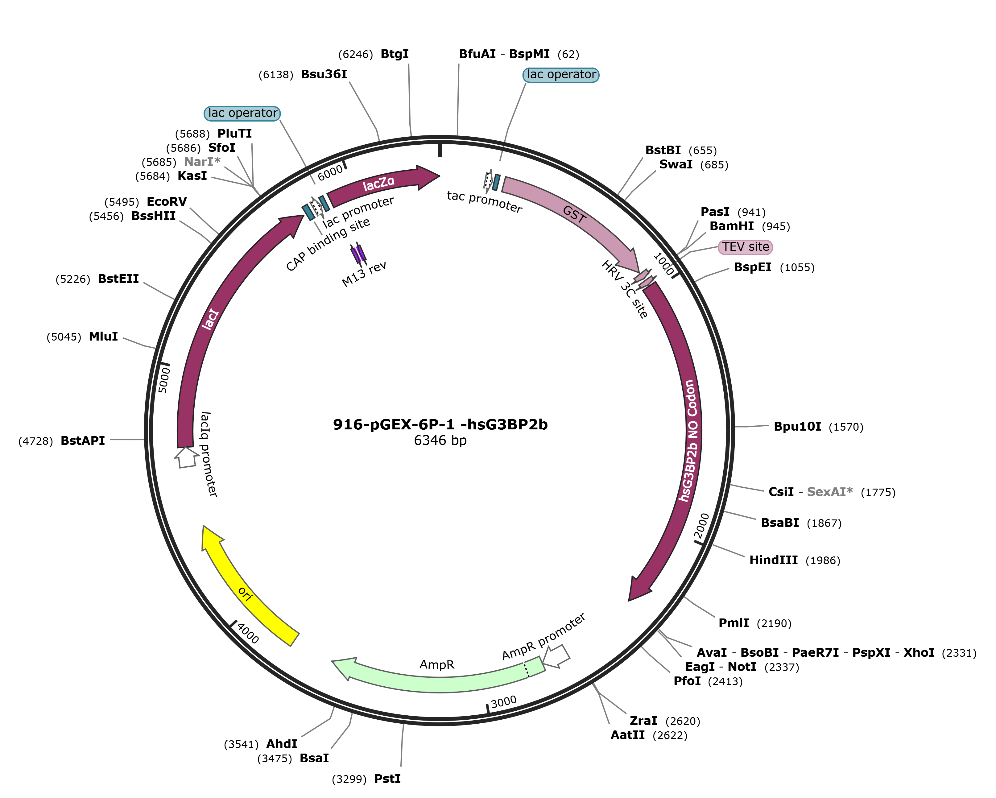 pGEX-6p-1-hsG3BP2b载体图谱