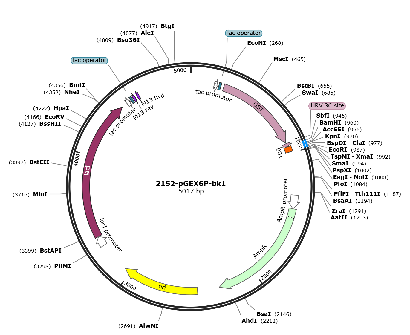 pGEX6P-bk1载体图谱