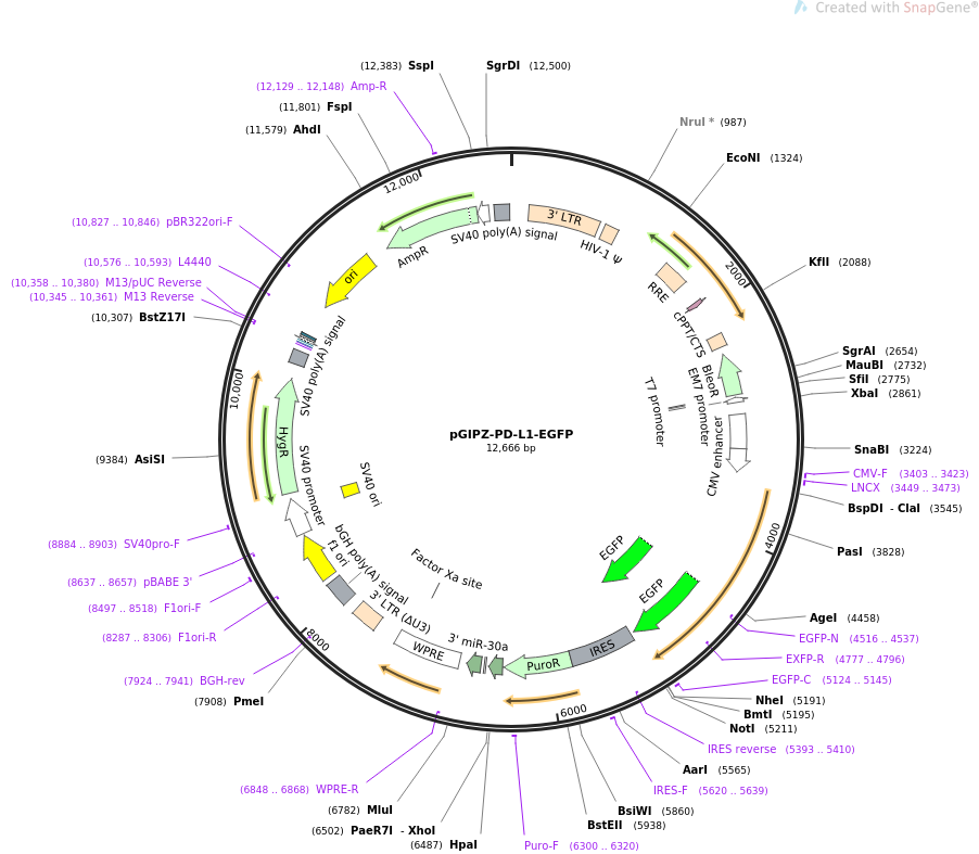 pGIPZ-PD-L1-EGFP载体图谱