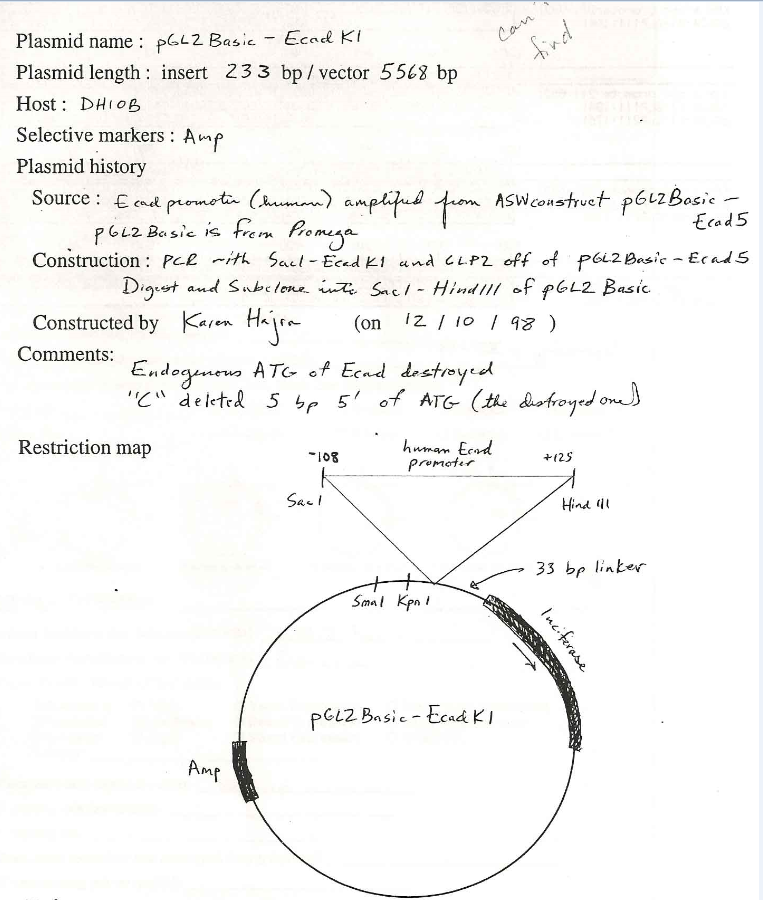 pGL2Basic-EcadK1载体图谱